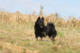 SCHIPPERKE 017